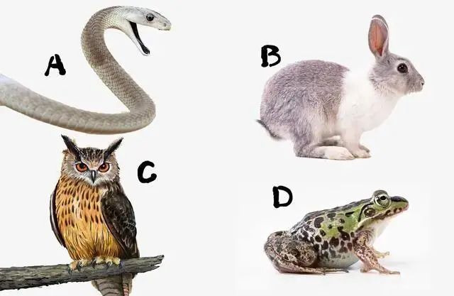观察下面的四种动物，选择其中令你感到害怕的一种。